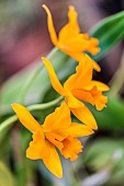 Laeliocattleya Thais de Valec, intergeneric hybrid orchid (Laelia x Cattleya)