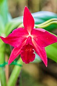 Sophrolaeliocattleya flower Jewel Box, hybrid orchid, intergeneric (Sophronitis x Laelia x Cattleya)