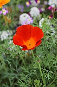 California poppy (Eschscholzia californica) Red Chief, an annual flower with an intense colour.