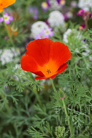 California_poppy_Eschscholzia_californica_Red_Chief_an_annual_flower_with_an_intense_colour