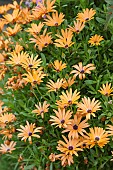 African Daisy Flower (Dimorphotheca aurantiaca) in bloom. Orange daisy of limited hardiness in harsh climate.