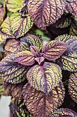 Coleus (Plectranthus scutellarioides) Fishnet Stockings