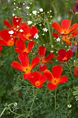 California poppy (Eschscholzia californica) Red Chief, an annual flower with an intense colour.