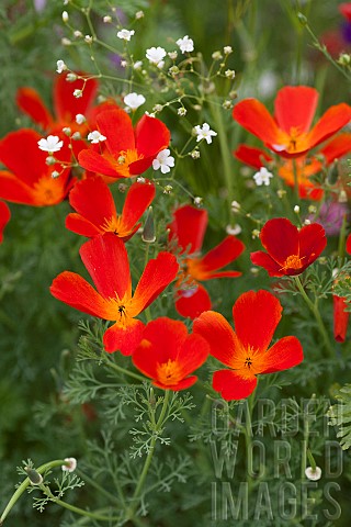 California_poppy_Eschscholzia_californica_Red_Chief_an_annual_flower_with_an_intense_colour