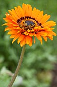 Monarch-of-the-veld (Venidium fastuosum) in flower. A species grown as an annual, flowering all summer long and reminiscent of a gerbera.