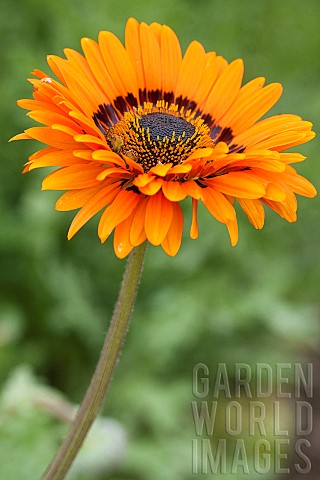 Monarchoftheveld_Venidium_fastuosum_in_flower_A_species_grown_as_an_annual_flowering_all_summer_long