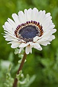 Monarch-of-the-veld (Venidium fastuosum) in flower. A species grown as an annual, flowering all summer long and reminiscent of a gerbera.