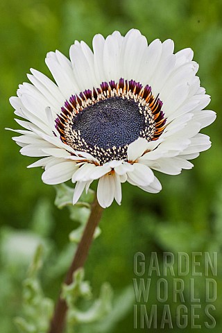 Monarchoftheveld_Venidium_fastuosum_in_flower_A_species_grown_as_an_annual_flowering_all_summer_long