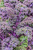 The Lacinato kale are back in the garden after more than half a century of neglect. They are cultivated more for their decorative foliage than for their culinary interest. It is true that they grow without any fuss and they offer their beautiful foliage all winter long, unless an episode of intense cold comes along. Nevertheless, they are no less edible, especially after the first frosts that soften them. They are then eaten after being picked leaf by leaf, simply pan-fried or woked for Korean food lovers.