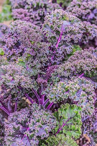 The_Lacinato_kale_are_back_in_the_garden_after_more_than_half_a_century_of_neglect_They_are_cultivat
