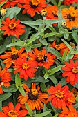 Orange dwarf zinnia variety