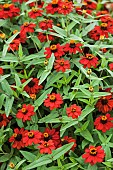 Zinnia Knee High Fire in bloom. Zinnia variety from the Profusion series, dwarf.