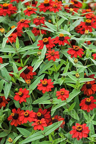 Zinnia_Knee_High_Fire_in_bloom_Zinnia_variety_from_the_Profusion_series_dwarf