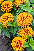 Zinnia Swizzle in bloom. Elegant variety of zinnia with double and bicoloured flower heads and dark heart.