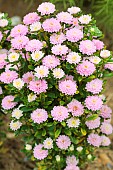 China aster (Callistephus sinensis) Light Salmon, looking like a Chrysanthemum, good for pot cultivation.