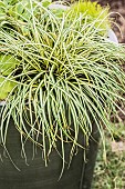 Japanese sedge (Carex oshimensis) Evergold in pot