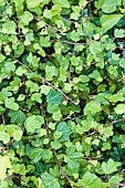 Duckfoot Ivy. Variety with duckfoot-shaped leaves, hence the name. Small development.