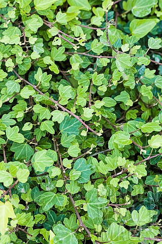 Duckfoot_Ivy_Variety_with_duckfootshaped_leaves_hence_the_name_Small_development
