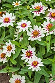 Maryland Zinnia (Zinnia marylandica) in bloom. Small botanical zinnia.