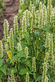Agastache (Agastache urticola) Honey Bee White, an aromatic and very melliferous plant.