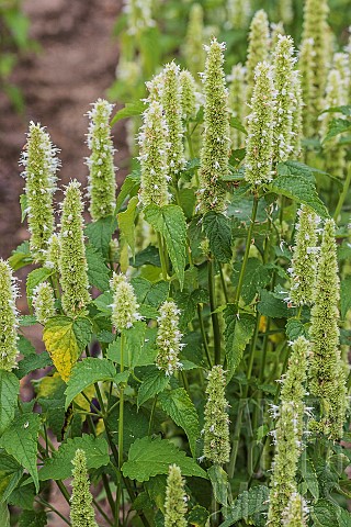 Agastache_Agastache_urticola_Honey_Bee_White_an_aromatic_and_very_melliferous_plant