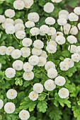 Disc mayweed (Matricaria sp) Spring Spirit alias Virgo. Capsules in white pompons, for cut flowers and pots.