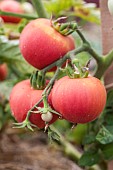 Bushy Chabaroysky tomato, originating from Ukraine, with a specific port.