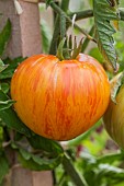 Tomato Copia. Skin finely streaked with yellow and red, very nice fruit. Similar variety to Green Zebra.