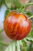 Tomato Violet Jasper alias Tzi Bi. Precocious, very tough skin, washed with green and red.