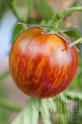 Tomato_Violet_Jasper_alias_Tzi_Bi_Precocious_very_tough_skin_washed_with_green_and_red