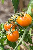 Ida Gold tomato. Orange tomato, 60 g, early.