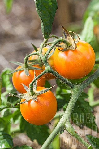 Ida_Gold_tomato_Orange_tomato_60_g_early