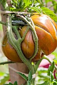 Tomato deformed by poor staking and watering