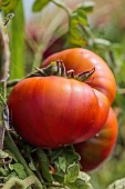 Black Russian Sputnik tomato from Belarus.