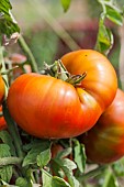 Black Russian Sputnik tomato from Belarus.