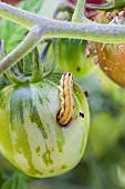 Tomato grub (Helicoverba armigera) caterpillar attacking a tomato fruit Green Zebra.