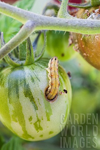 Tomato_grub_Helicoverba_armigera_caterpillar_attacking_a_tomato_fruit_Green_Zebra