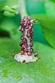 Carapace scale insects of the genus Eulecanium on citrus and having been parasitized by Blastothrix, a biological control parasitoid.