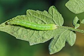 Tomato grub (Helicoverba armigera) caterpillar on a tomato leaf