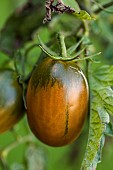 Black plum tomato. Elongated and dark in shape, hardy and producing until October.