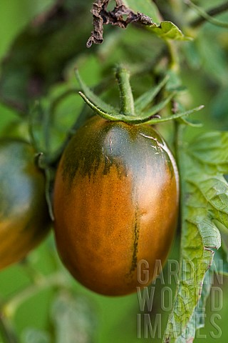 Black_plum_tomato_Elongated_and_dark_in_shape_hardy_and_producing_until_October