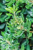 Mock Orange (Pittosporum tobira) affected by the Mosaic Virus (Rhabdovirus sp), France.