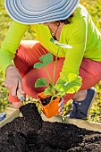 Planting a squash in spring, step by step.