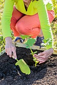 Planting a squash in spring, step by step.