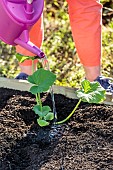 Planting a squash in spring, step by step.