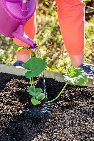 Planting_a_squash_in_spring_step_by_step