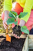 Planting an eggplant in spring, step by step.