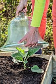 Planting an eggplant in spring, step by step, cover with a bell or other protection in cool weather.