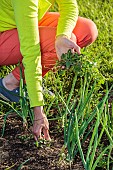 Weeding onions in summer: they dont like competition and need full sunshine.