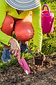 Planting a sweet potato root ball in the spring